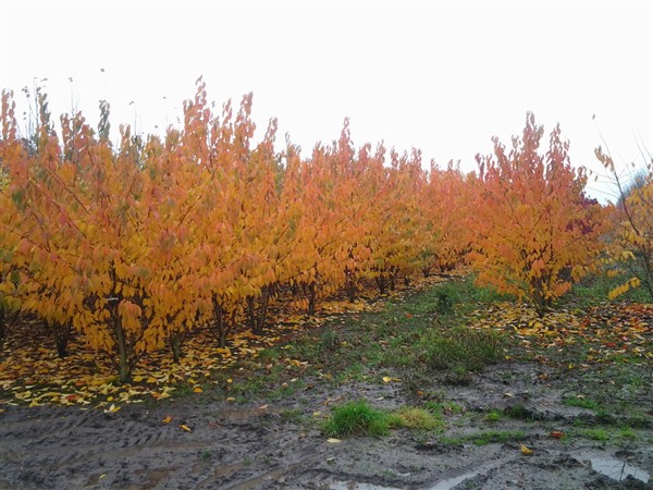 Prunus serrulata 'Kanzan' - Afbeelding 6