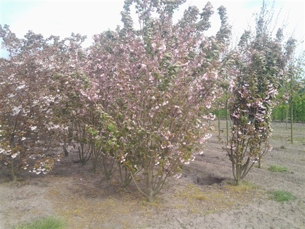 Prunus serrulata 'Kanzan' - Afbeelding 7