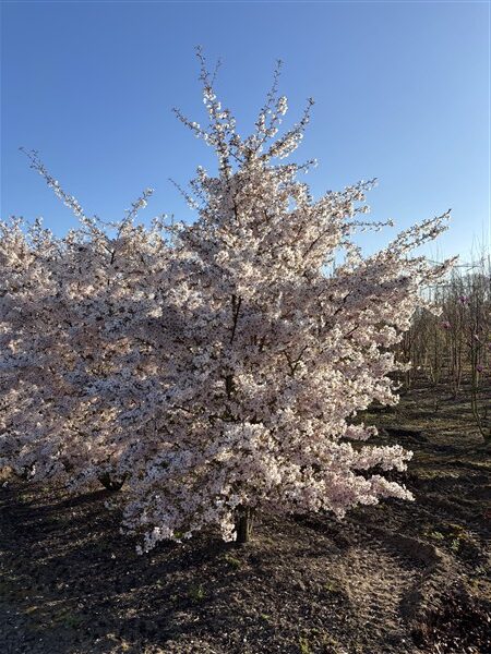 Prunus 'The Bride' - Afbeelding 7