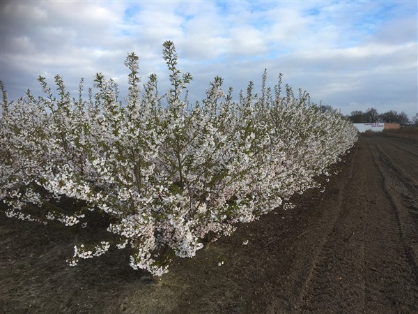 Prunus yedoensis - Afbeelding 4