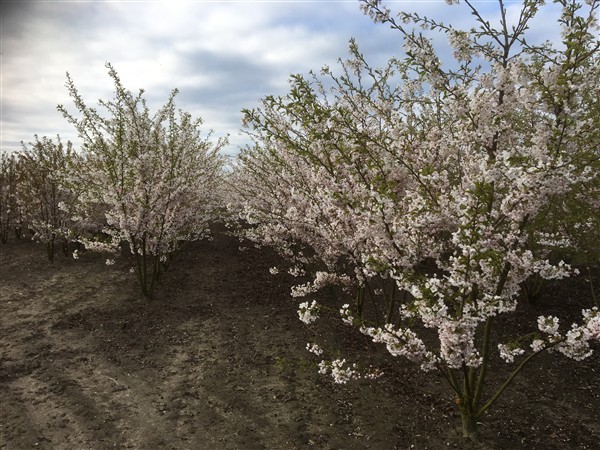 Prunus yedoensis - Afbeelding 5