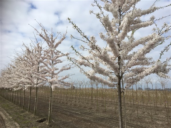 Prunus yedoensis - Afbeelding 2
