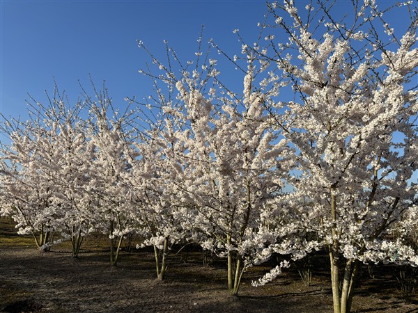 Prunus yedoensis - Afbeelding 3