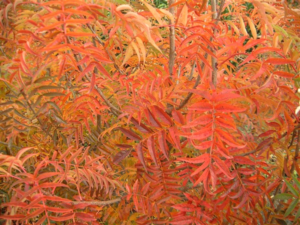 Sorbus wilfordii - Afbeelding 4